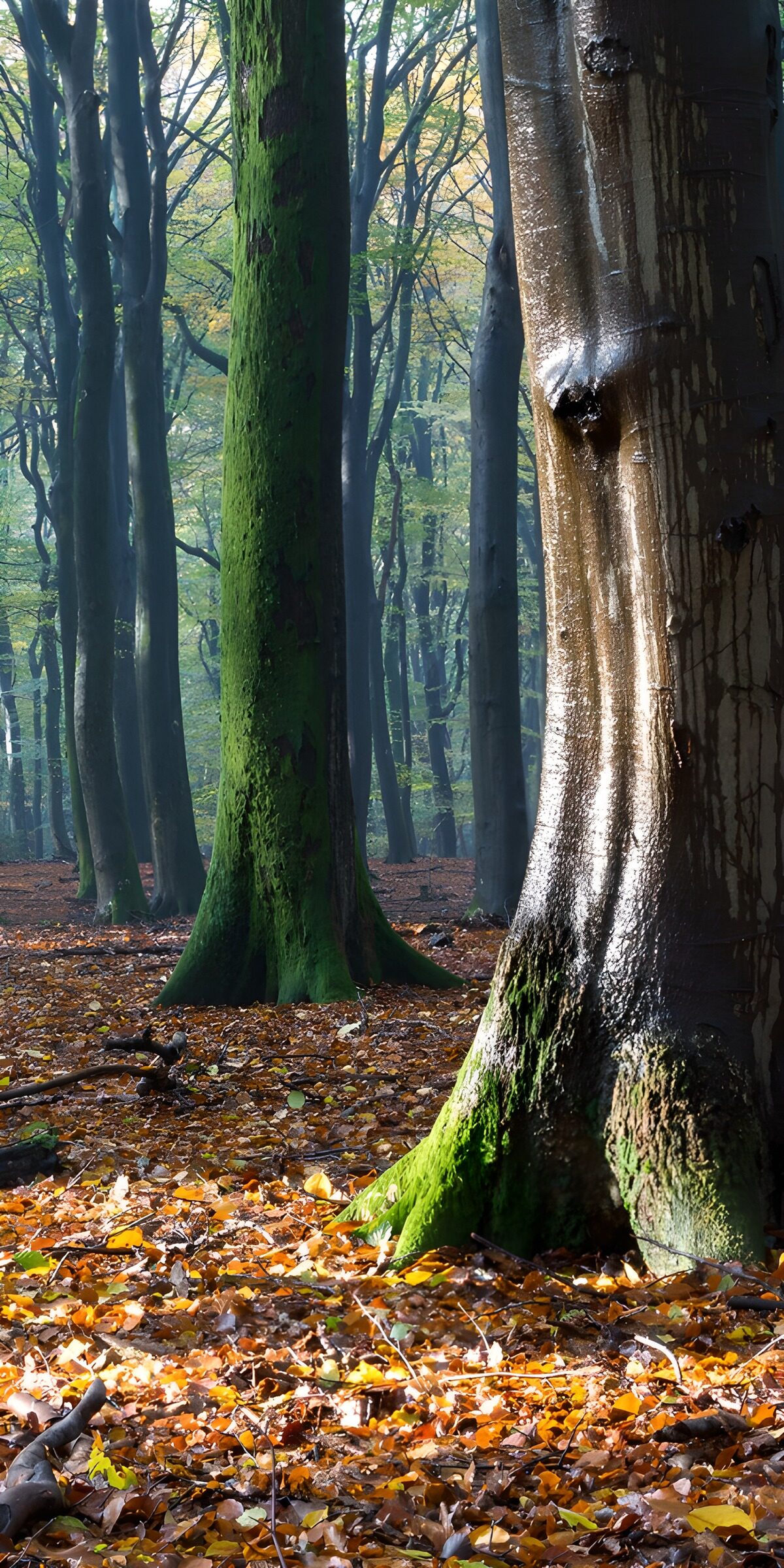 Moosige Baumstämme im Herbstwald
