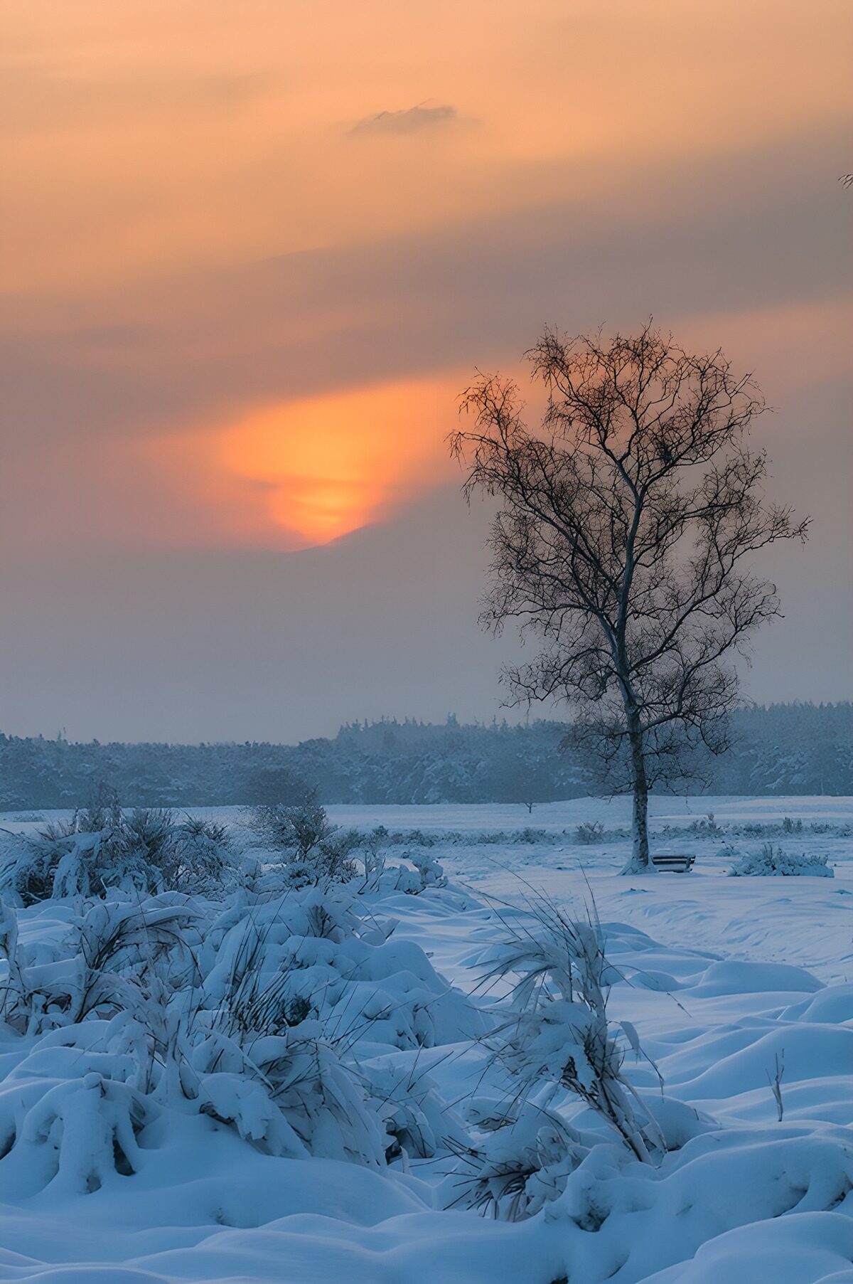 Kahler Baum im Schnee bei Sonnenuntergang