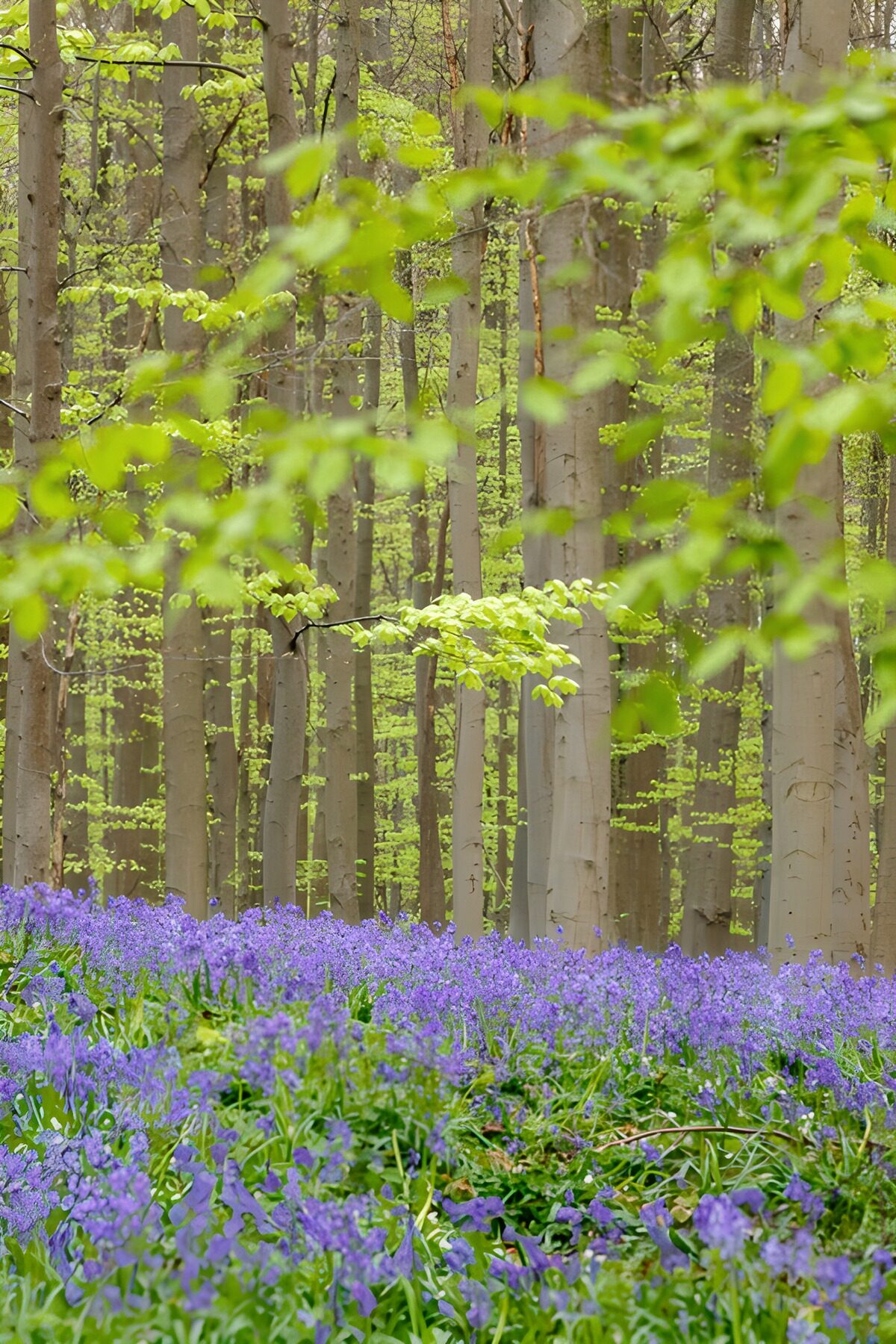 Buchenwald mit blauem Blütenteppich