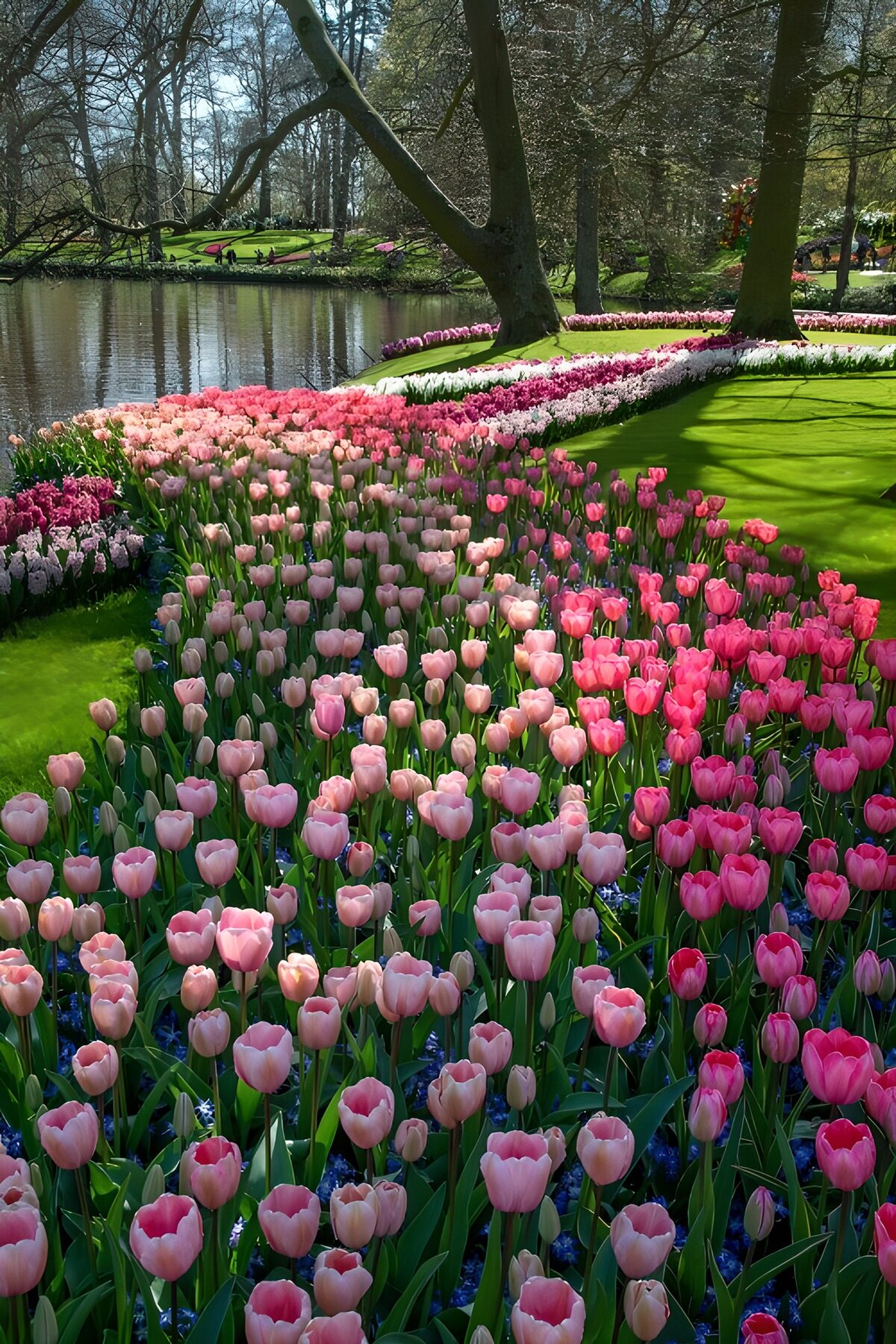 Rosa Tulpen am sonnigen Teich