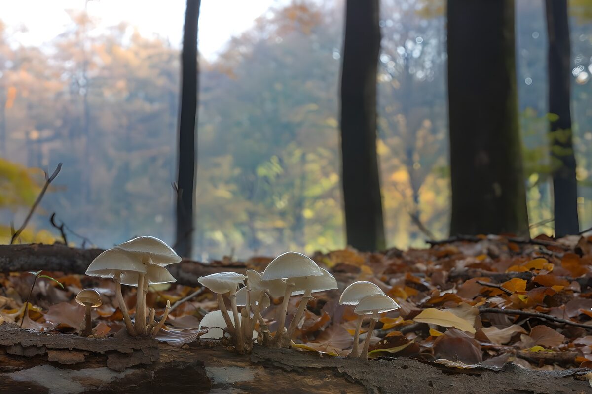 Weiße Pilze auf einem morschen Baumstamm