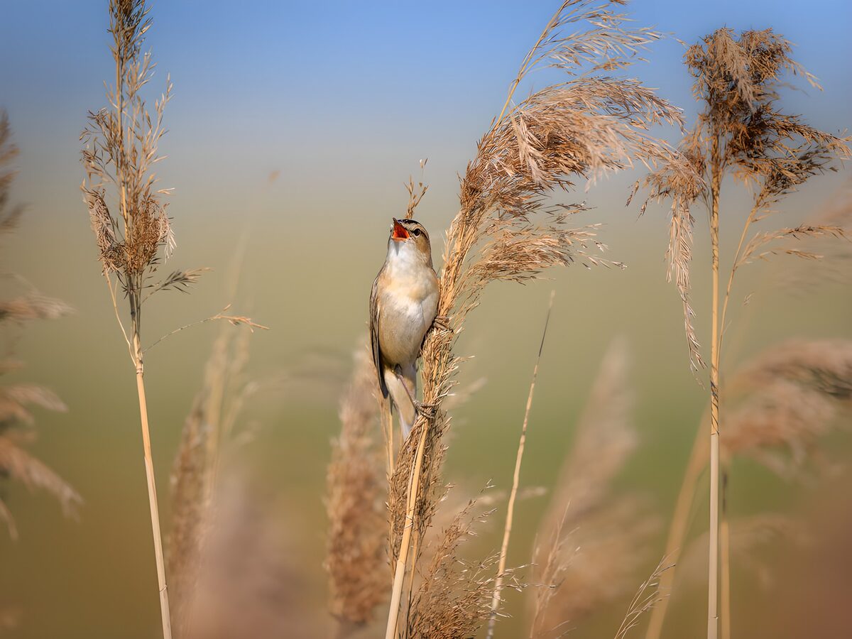 Brauner Singvogel im goldenen Schilf