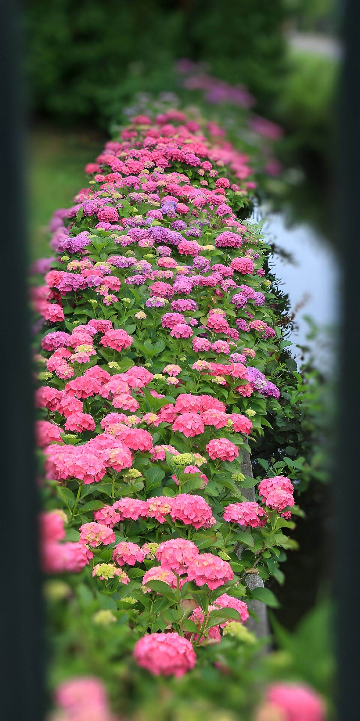 Rosa Hortensien in langer Reihe