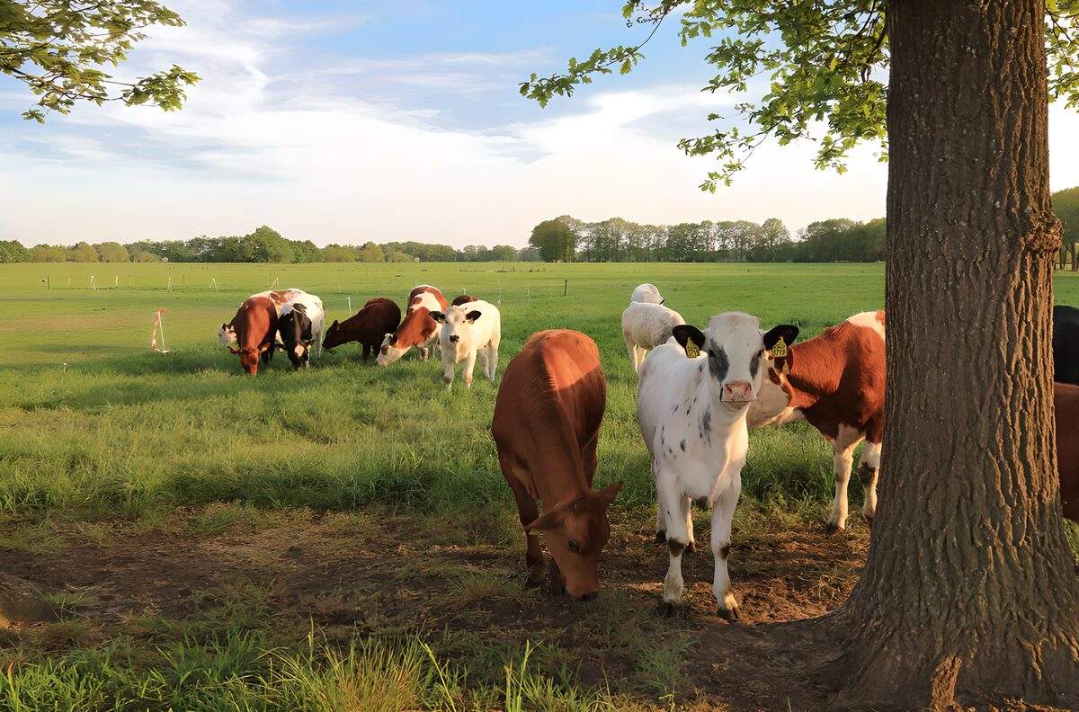 Kälber auf grüner Weide am großen Baum