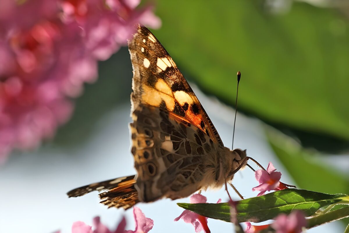Schmetterling auf rosa Blüten im Sonnenlicht