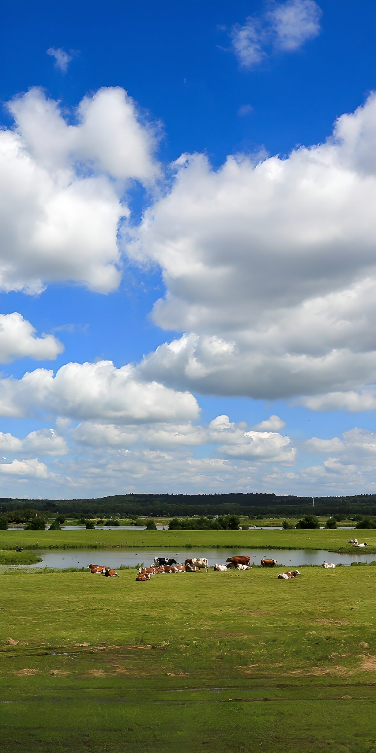 Kühe am Teich unter weitem Wolkenhimmel