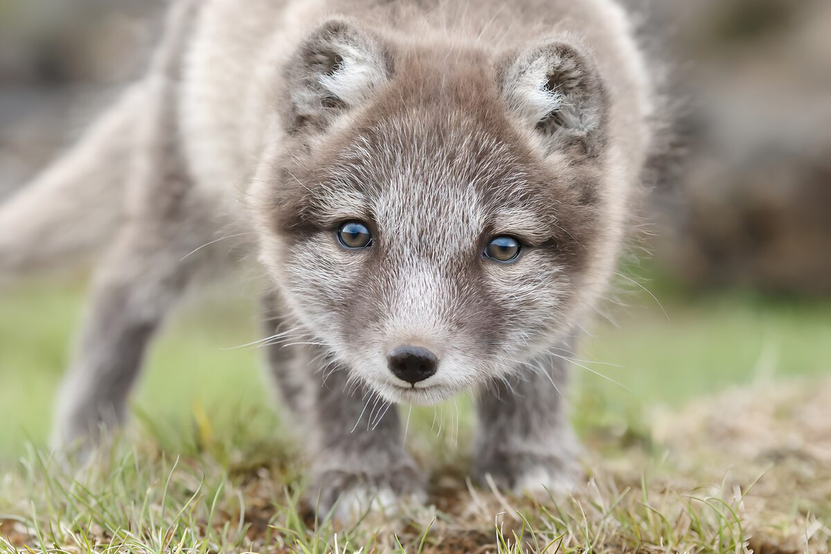 Junger Polarfuchs mit neugierigem Blick