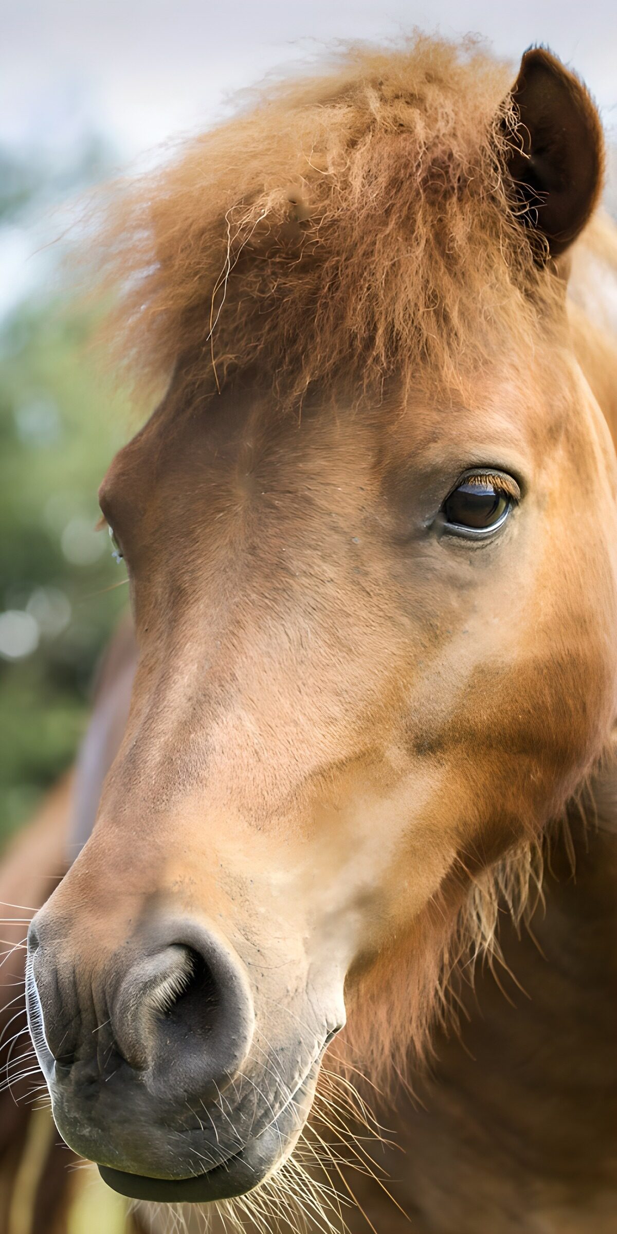 Braunes Pony im Nahporträt
