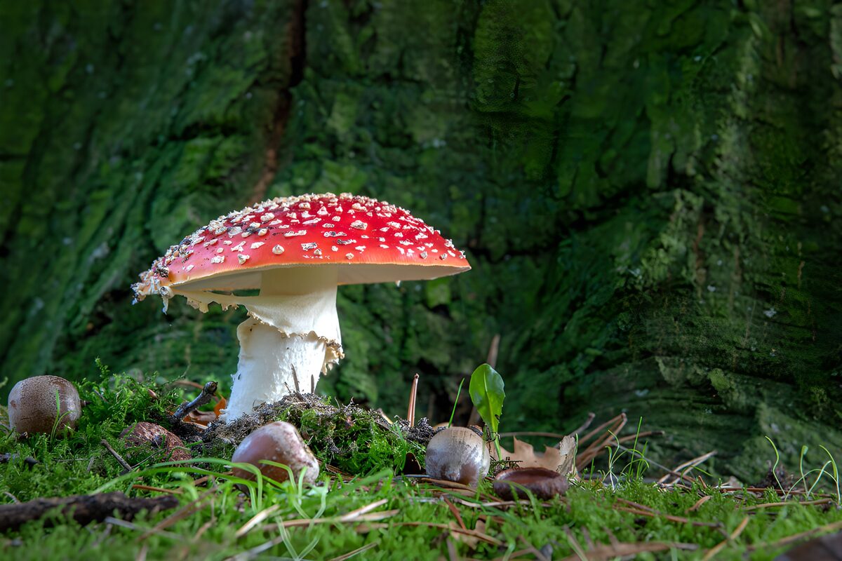 Fliegenpilz im schattigen Moos