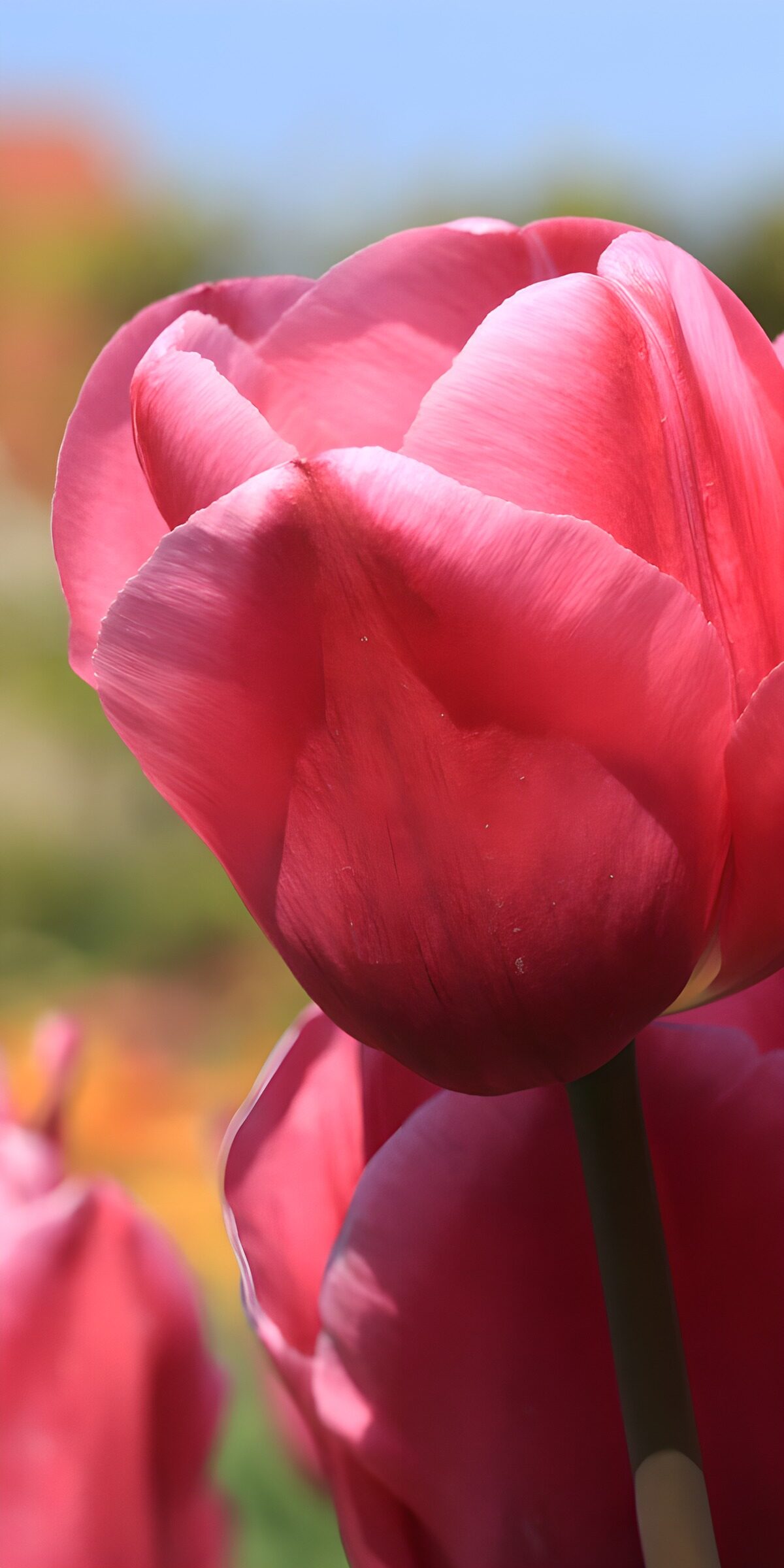Rosa Tulpe im Sonnenlicht