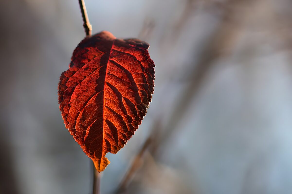 Rot-oranges Herbstblatt im Gegenlicht