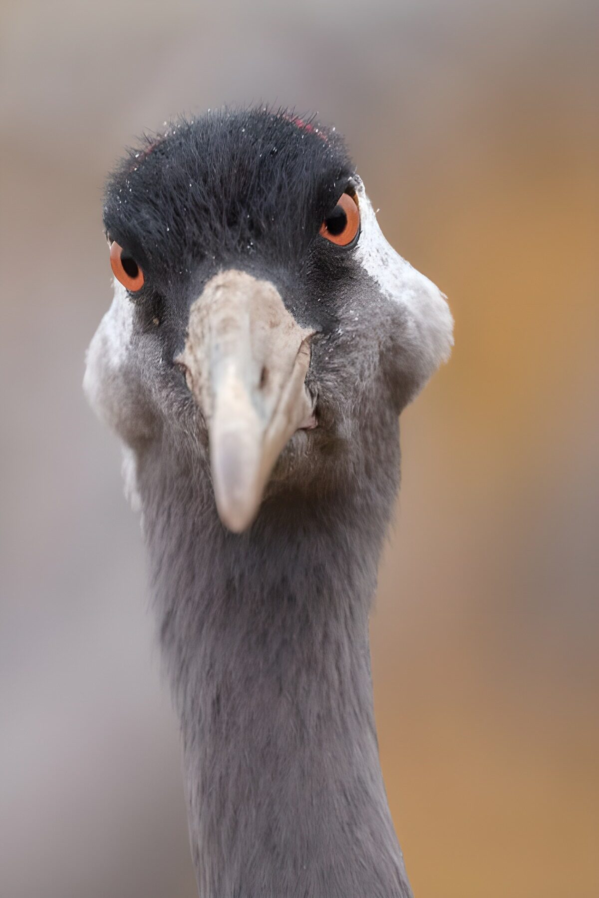 Kranichporträt mit wachem Blick