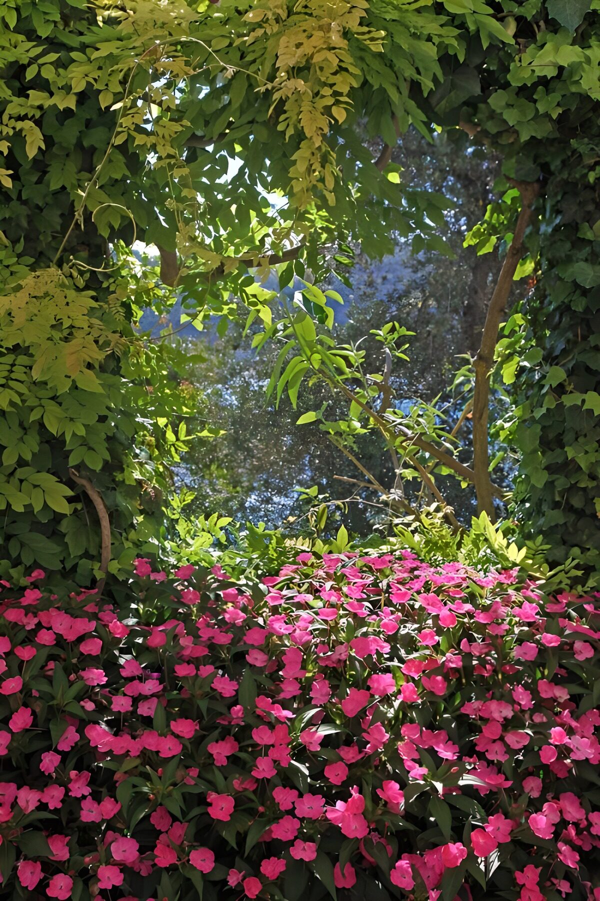 Rosa Blütenmeer im schattigen Garten