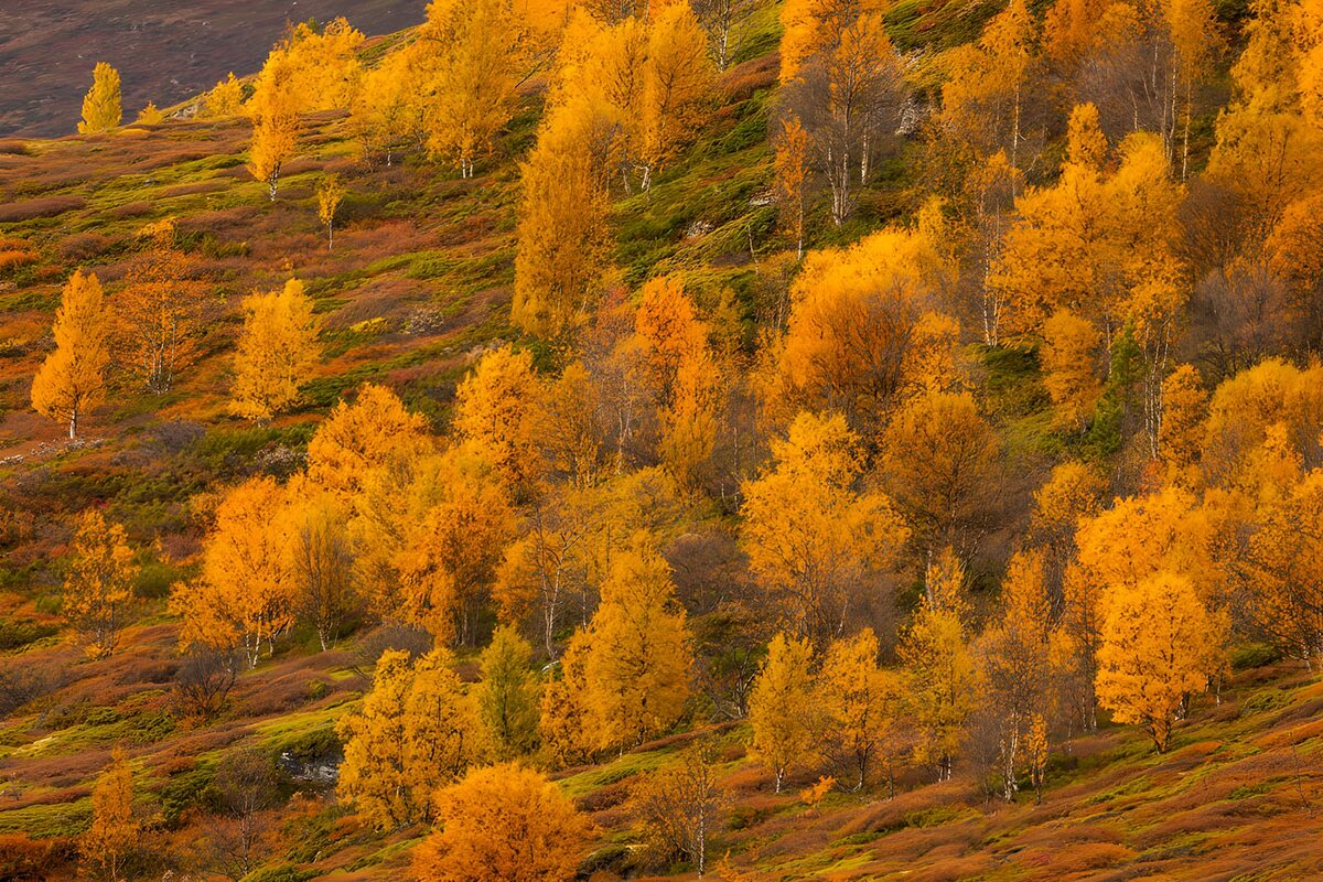 Herbstbirken am goldgelben Hang