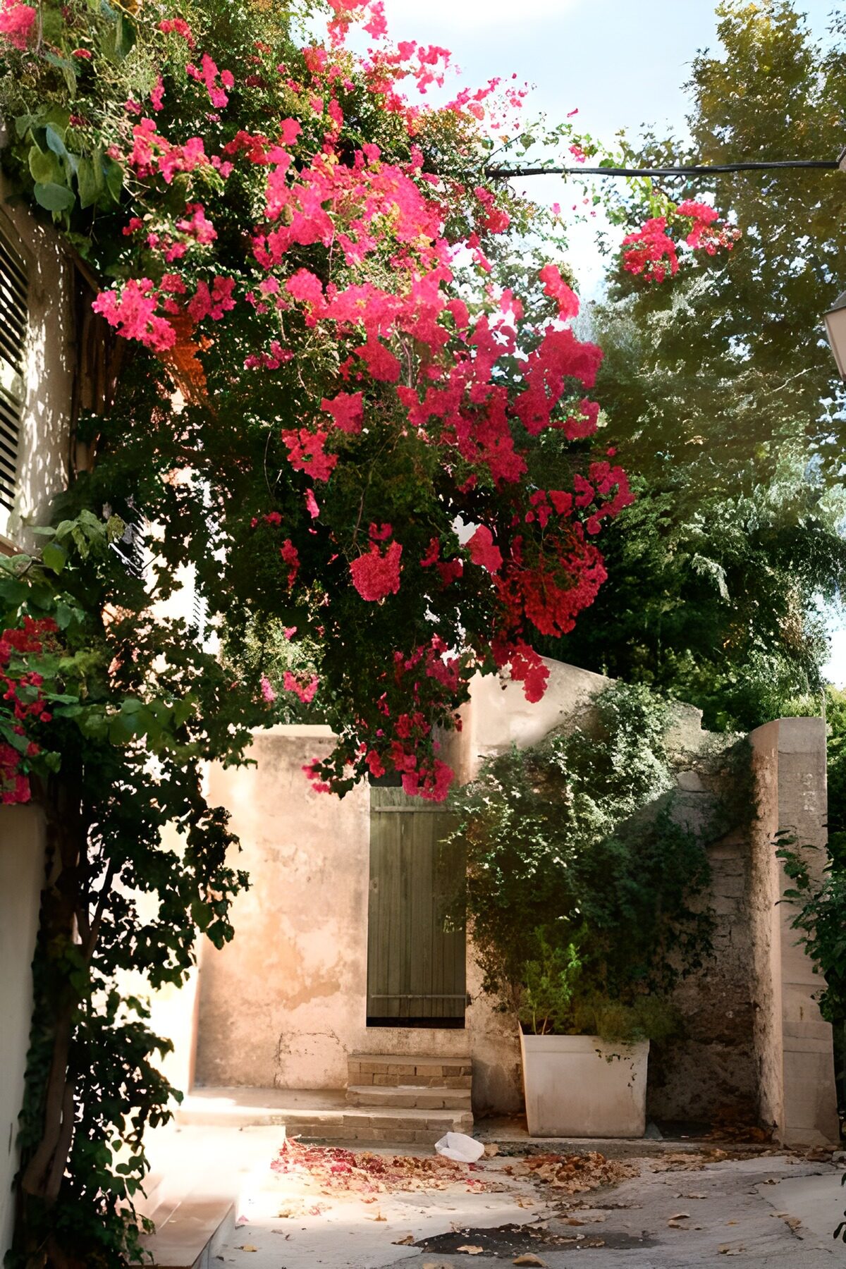 Bougainvillea im sonnigen Innenhof