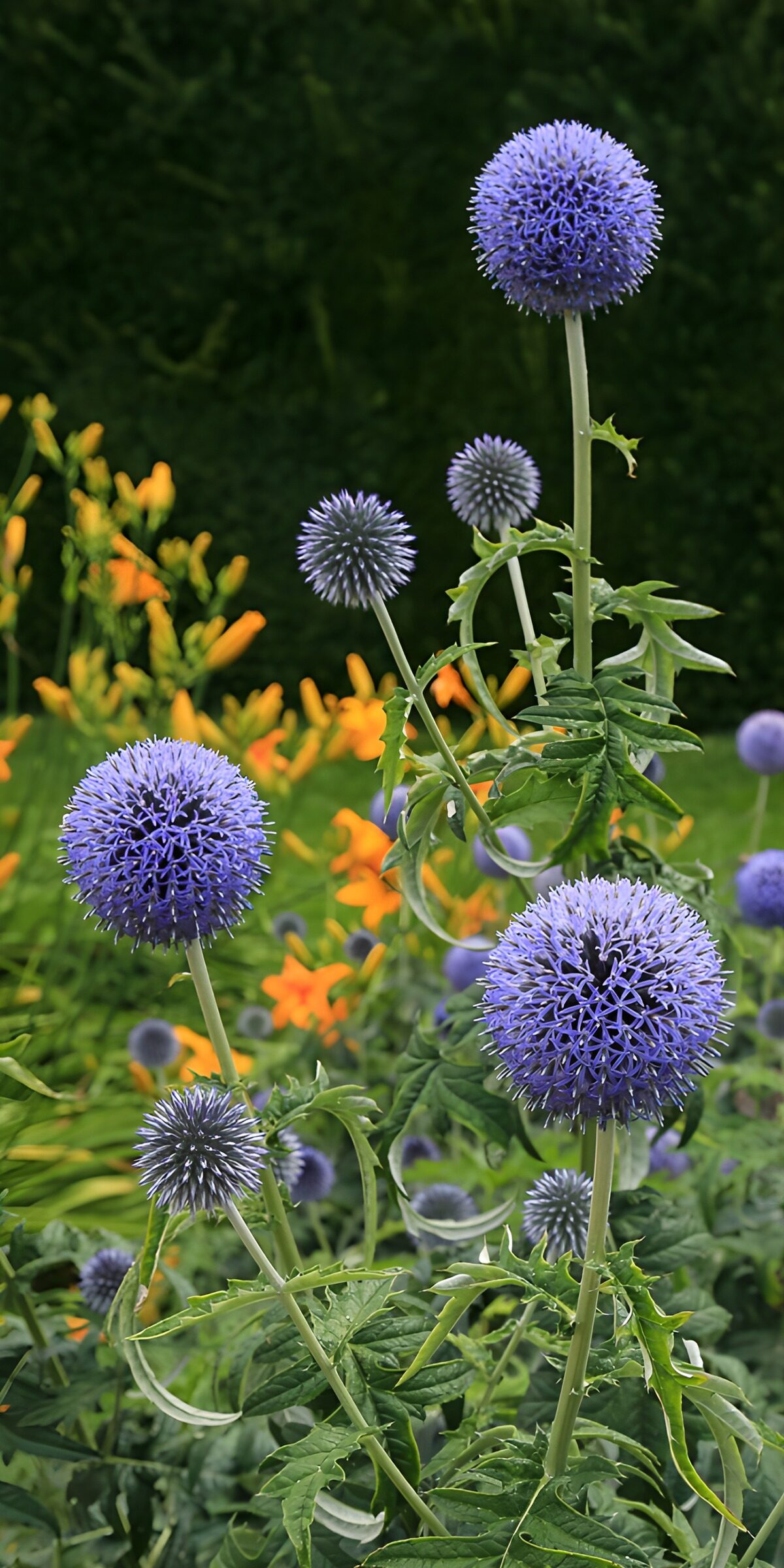 Blaue Kugeldisteln vor orangefarbenen Blüten