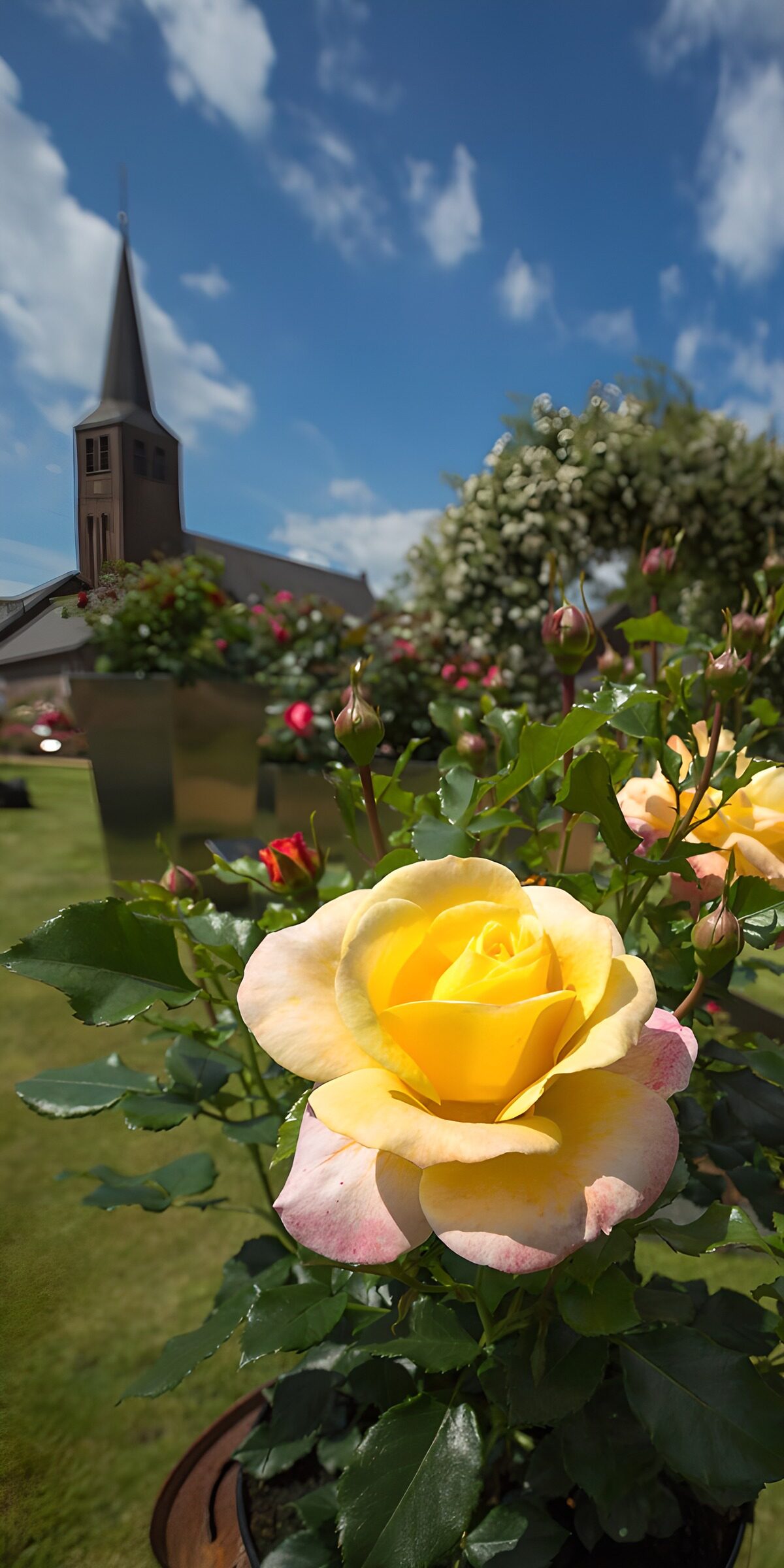 Gelbe Rose vor der Kirche im Sonnenschein