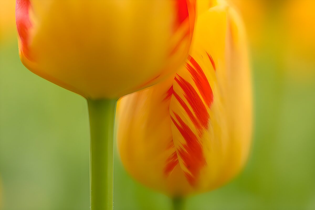 Gelbe Tulpen mit roten Streifen