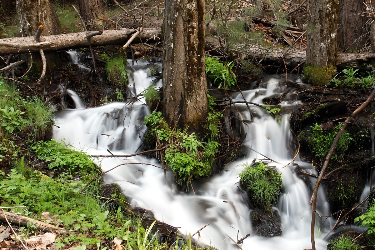 Waldbach mit kleinen Kaskaden im Grün