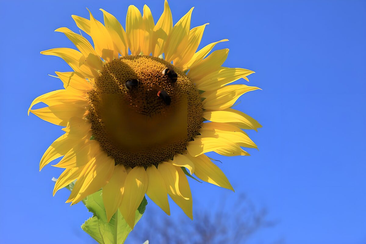 Sonnenblume mit Bienen im Sonnenlicht