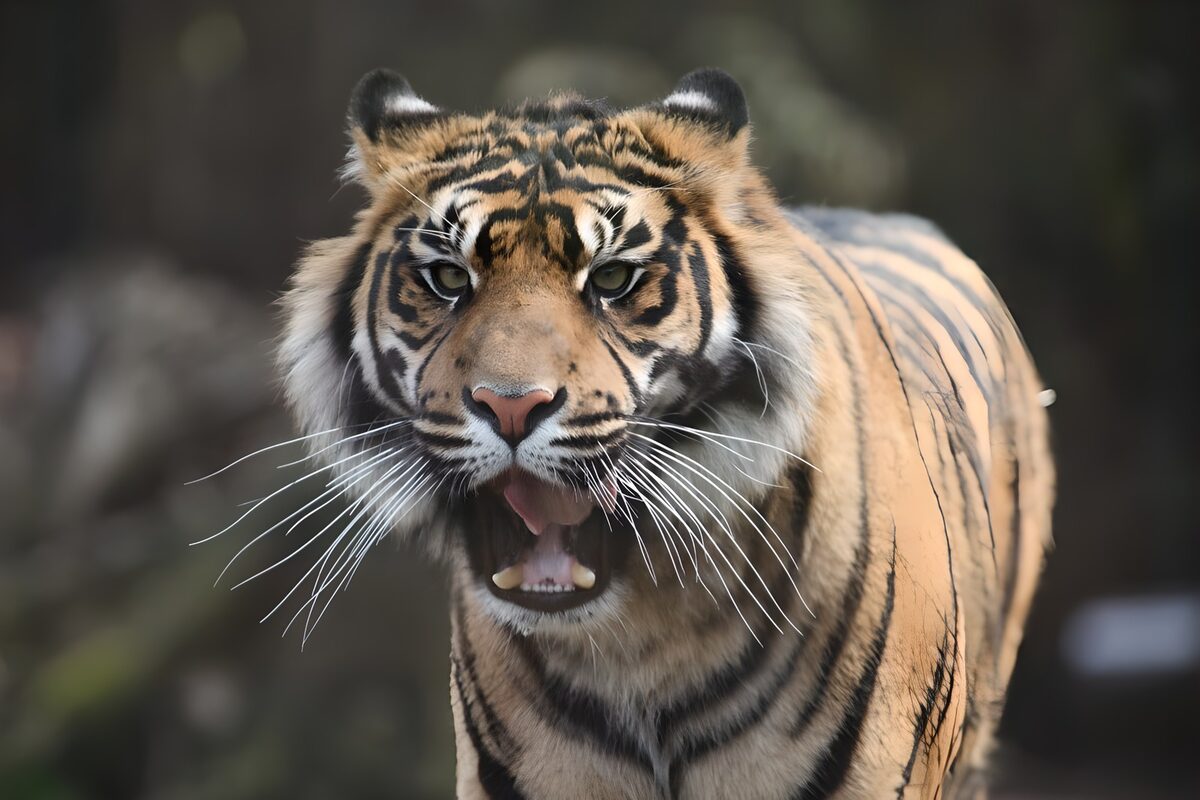 Tigerblick zwischen Gold und Schatten