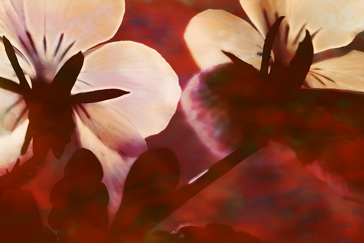 Helle Blüten vor tiefrotem Hintergrund