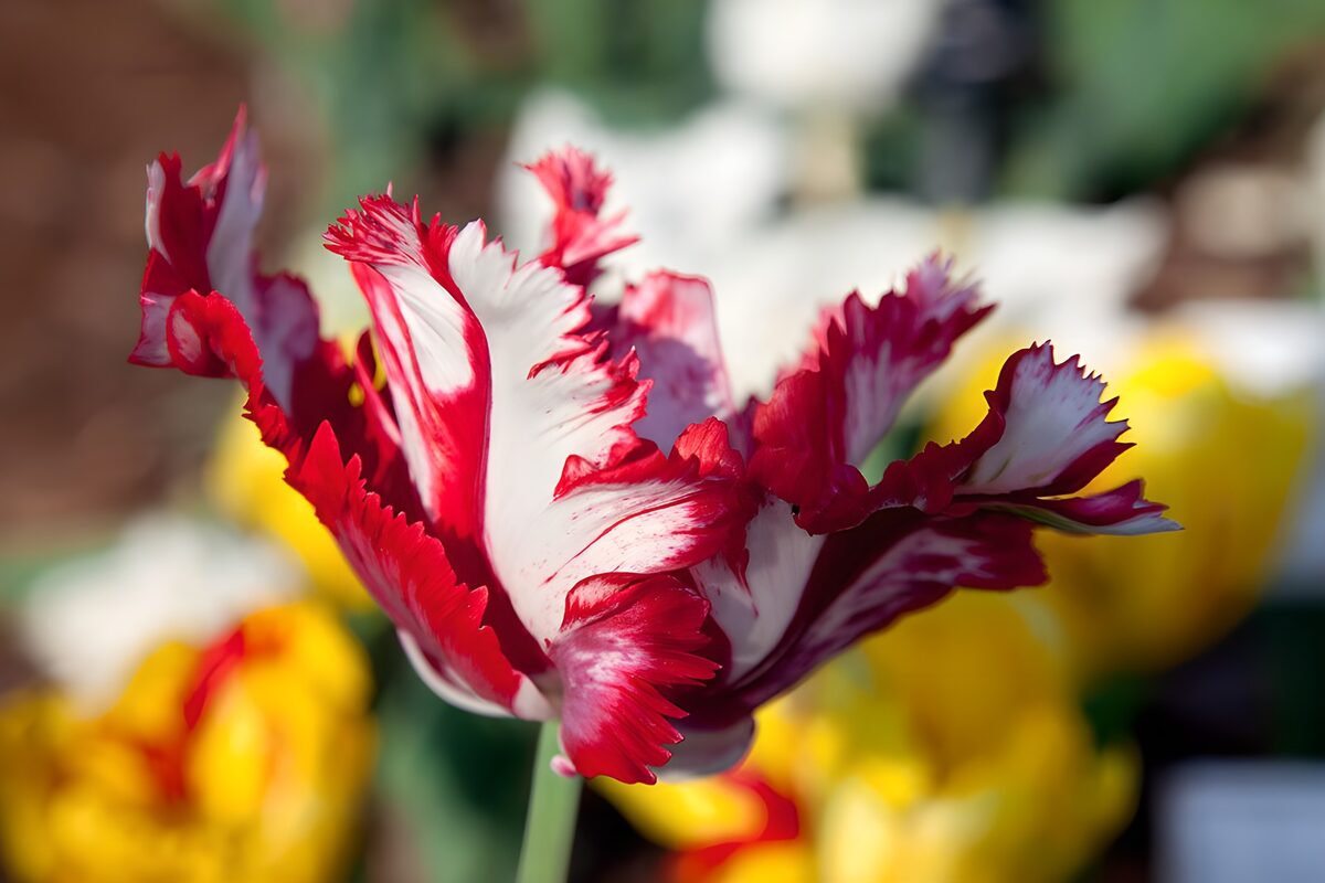 Rot-weiße Tulpe in Nahaufnahme