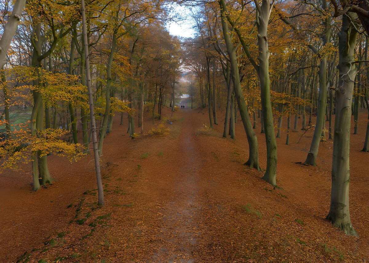 Gerader Waldweg im goldenen Herbst
