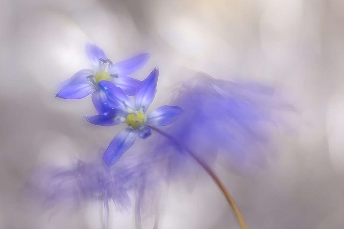 Blauviolette Blüten in sanfter Unschärfe