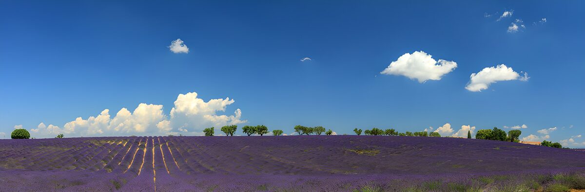 Wo Lavendel den Himmel berührt