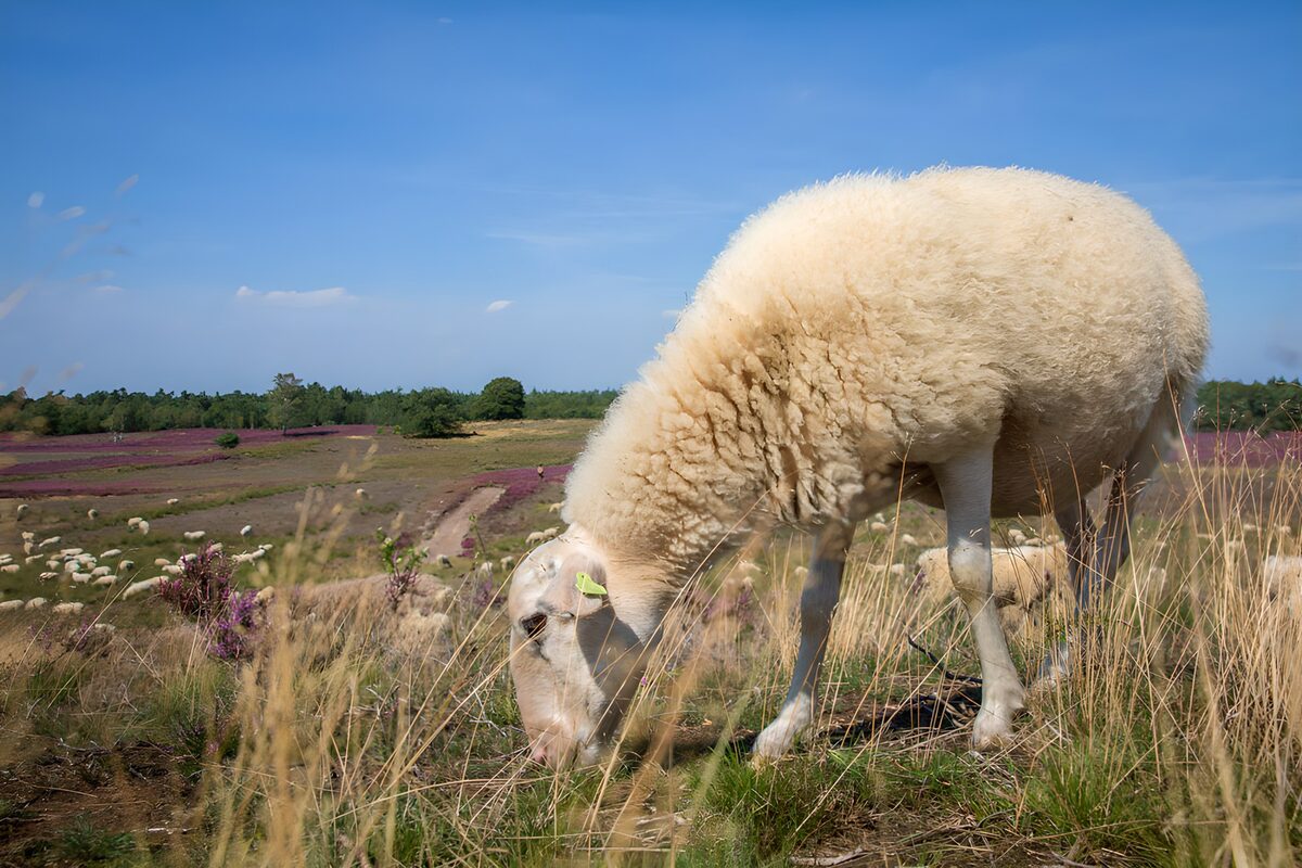 Weißes Schaf beim Grasen in der Heide