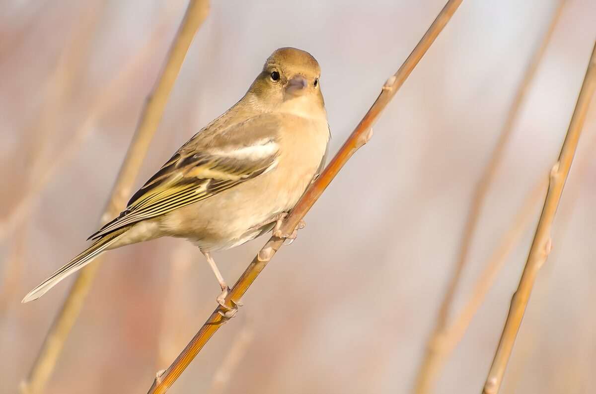 Kleiner Vogel auf goldenem Halm