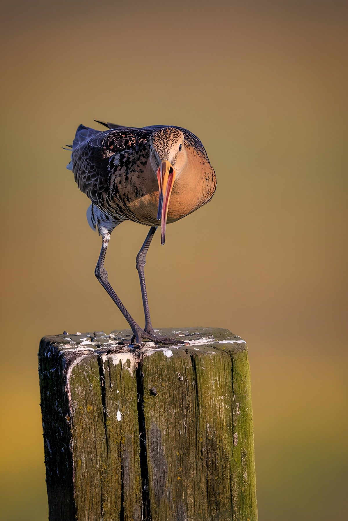 Watvogel auf Holzpfosten im warmen Licht