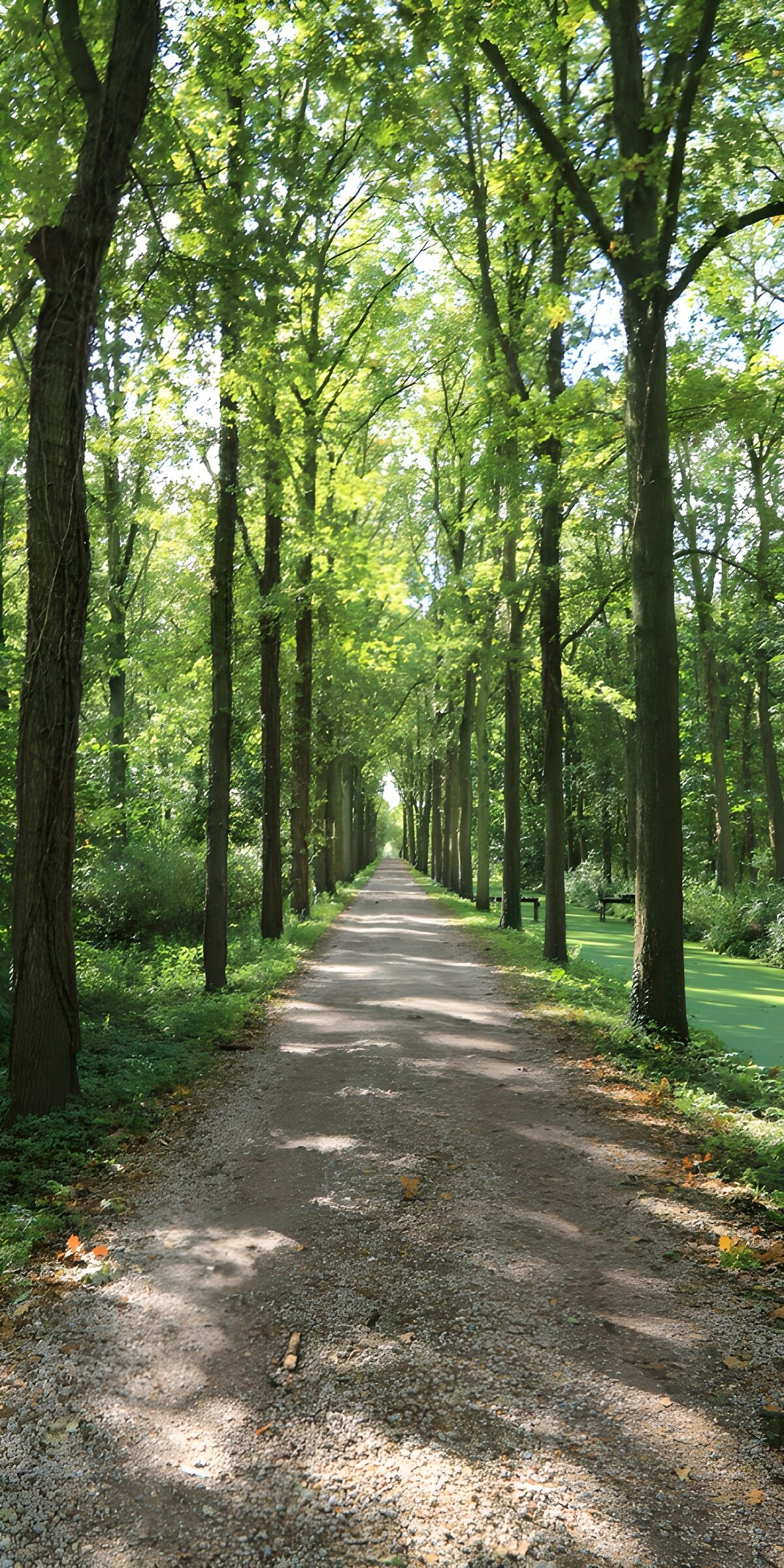 Sonnige Baumallee mit Kiesweg