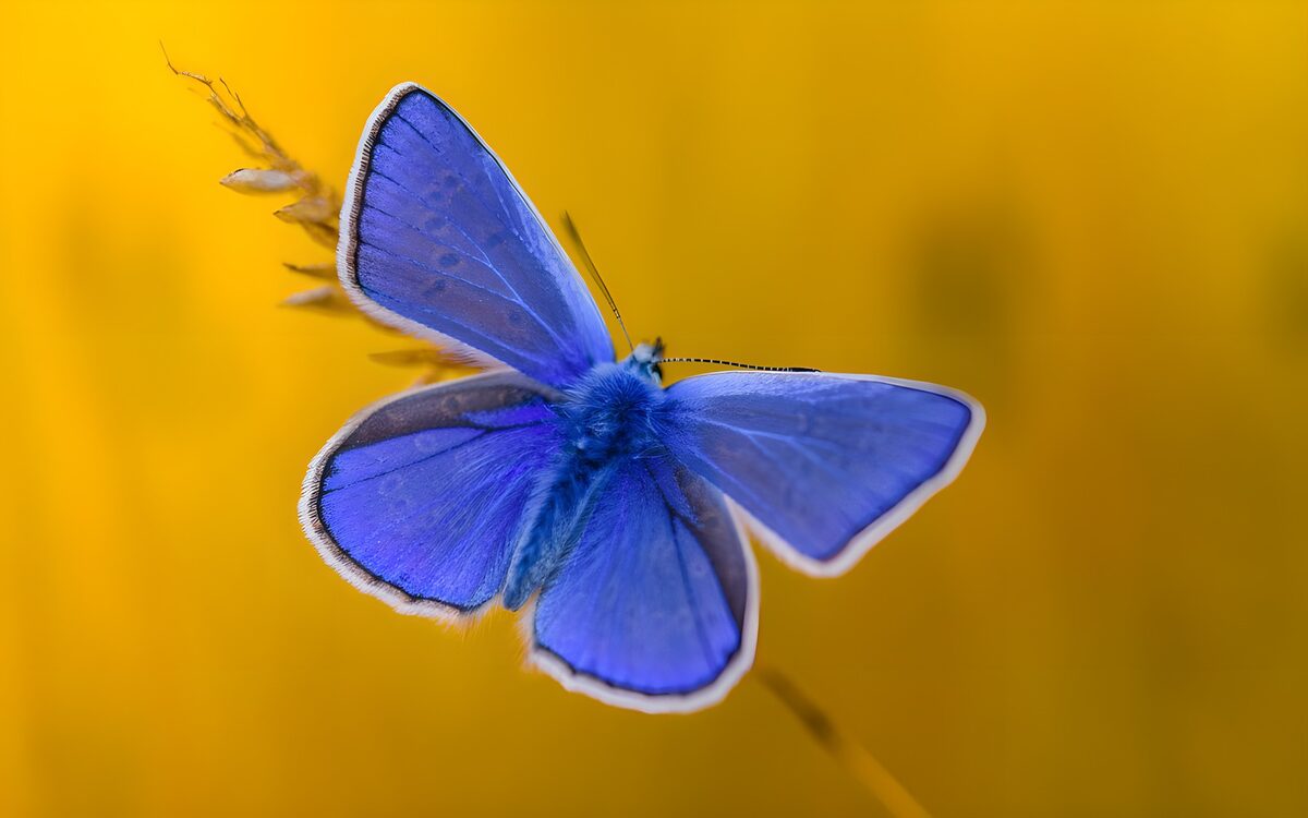 Blauer Schmetterling vor goldgelbem Grund