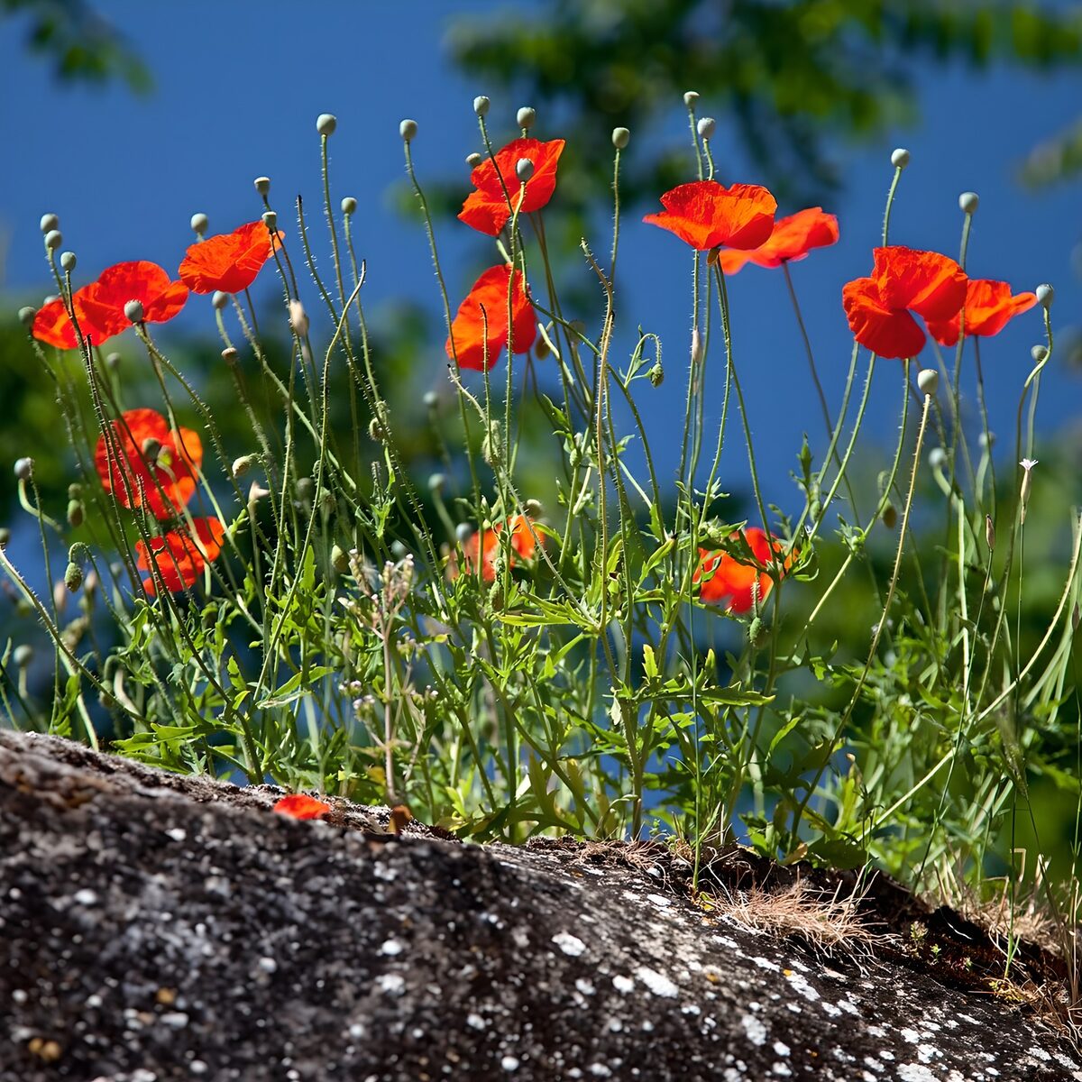 Roter Mohn vor blauem Sommerhimmel