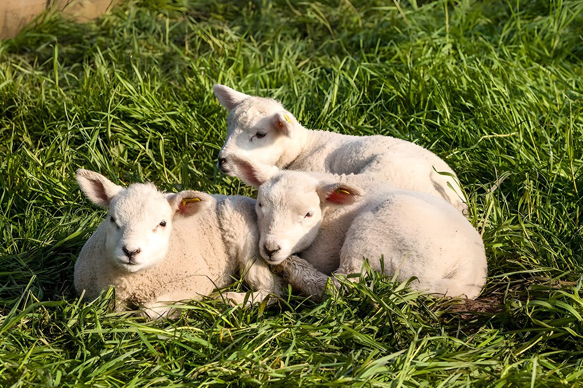 Drei weiße Lämmer ruhen im grünen Gras