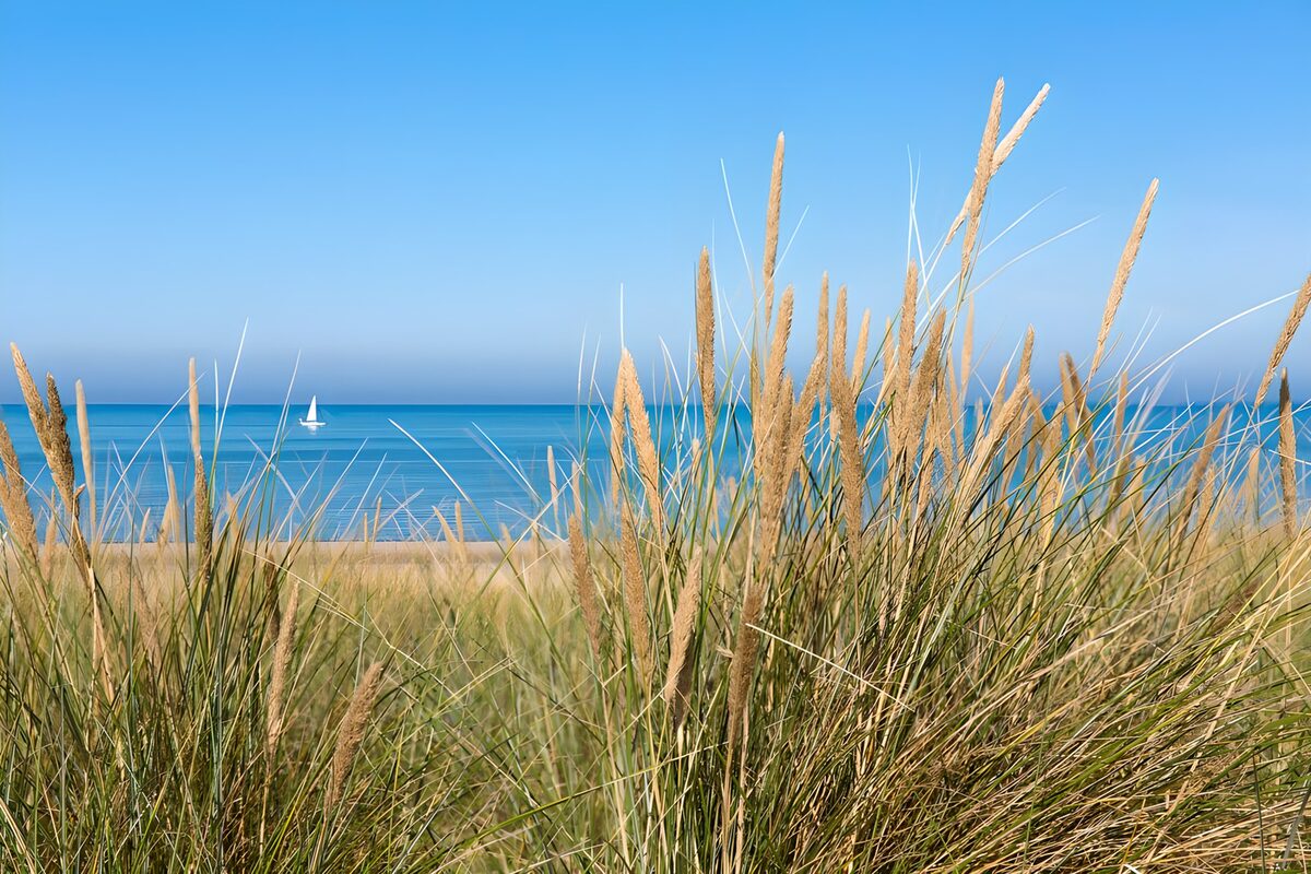 Dünengras vor türkisblauem Meer