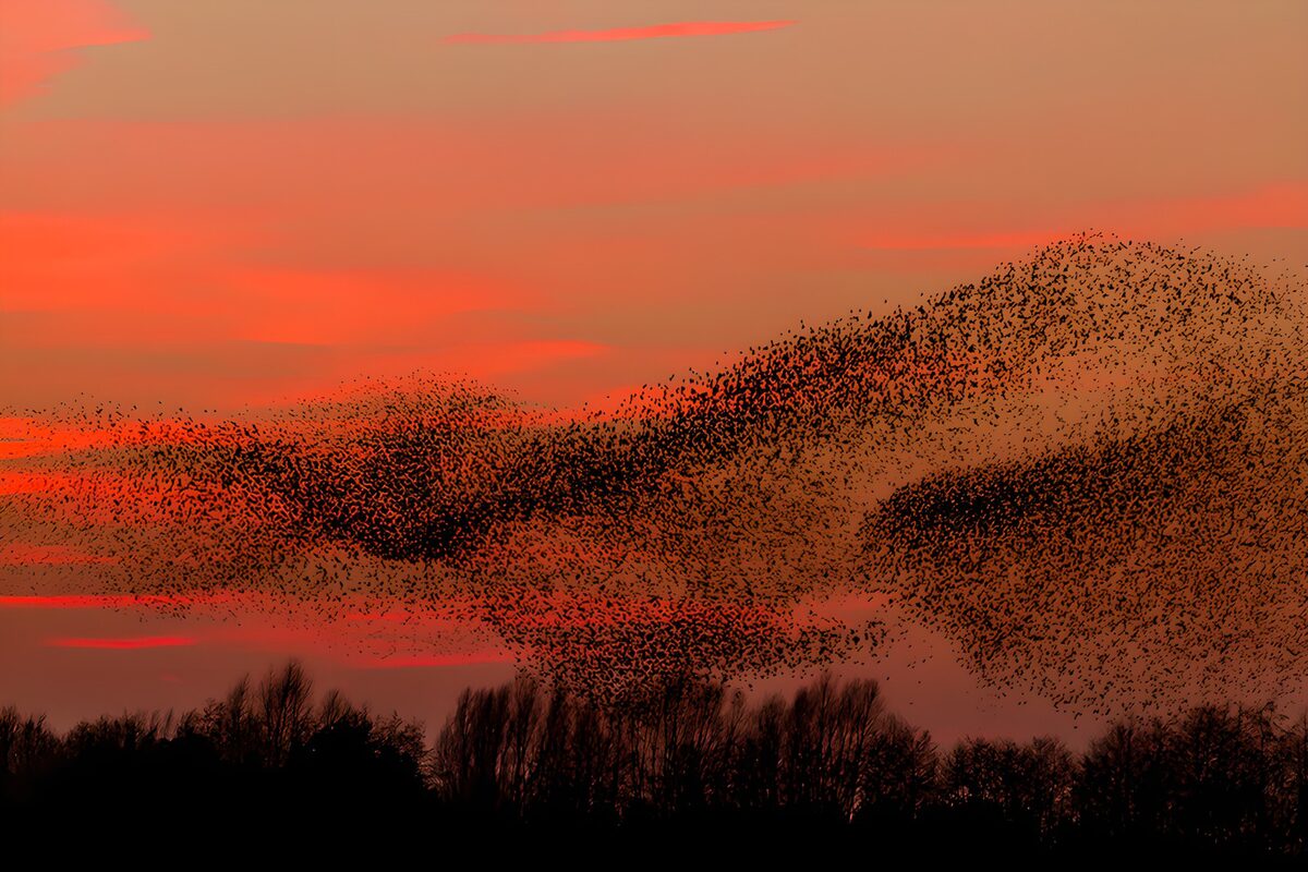 Vogelschwarm vor orange-rotem Himmel