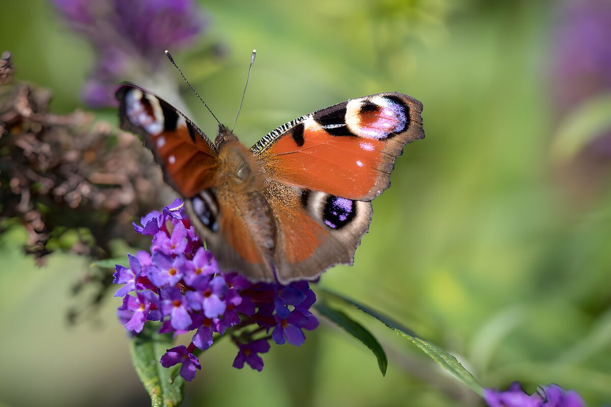 Tagpfauenauge auf violetten Blüten