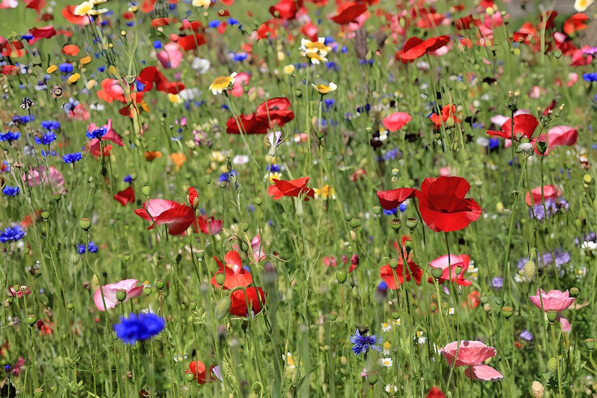 Mohnrot und Kornblumenblau im Sommerlicht