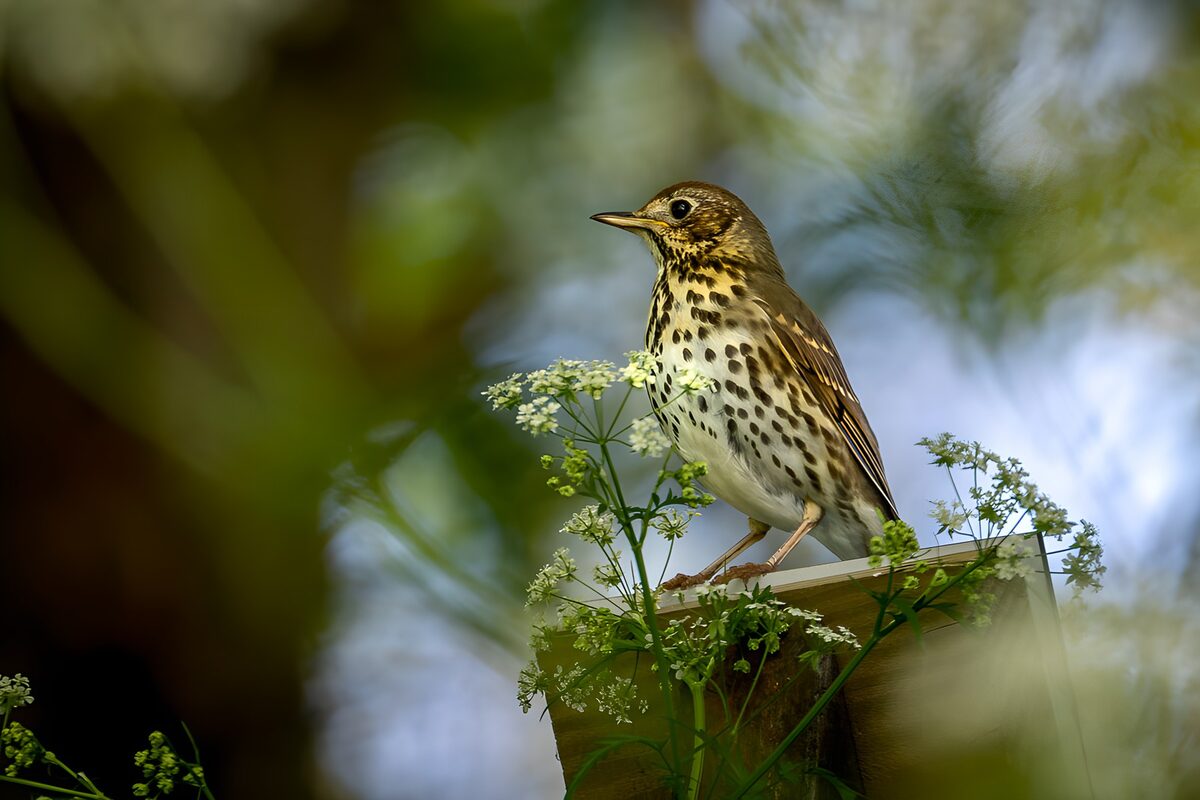 Singdrossel zwischen weißen Blüten