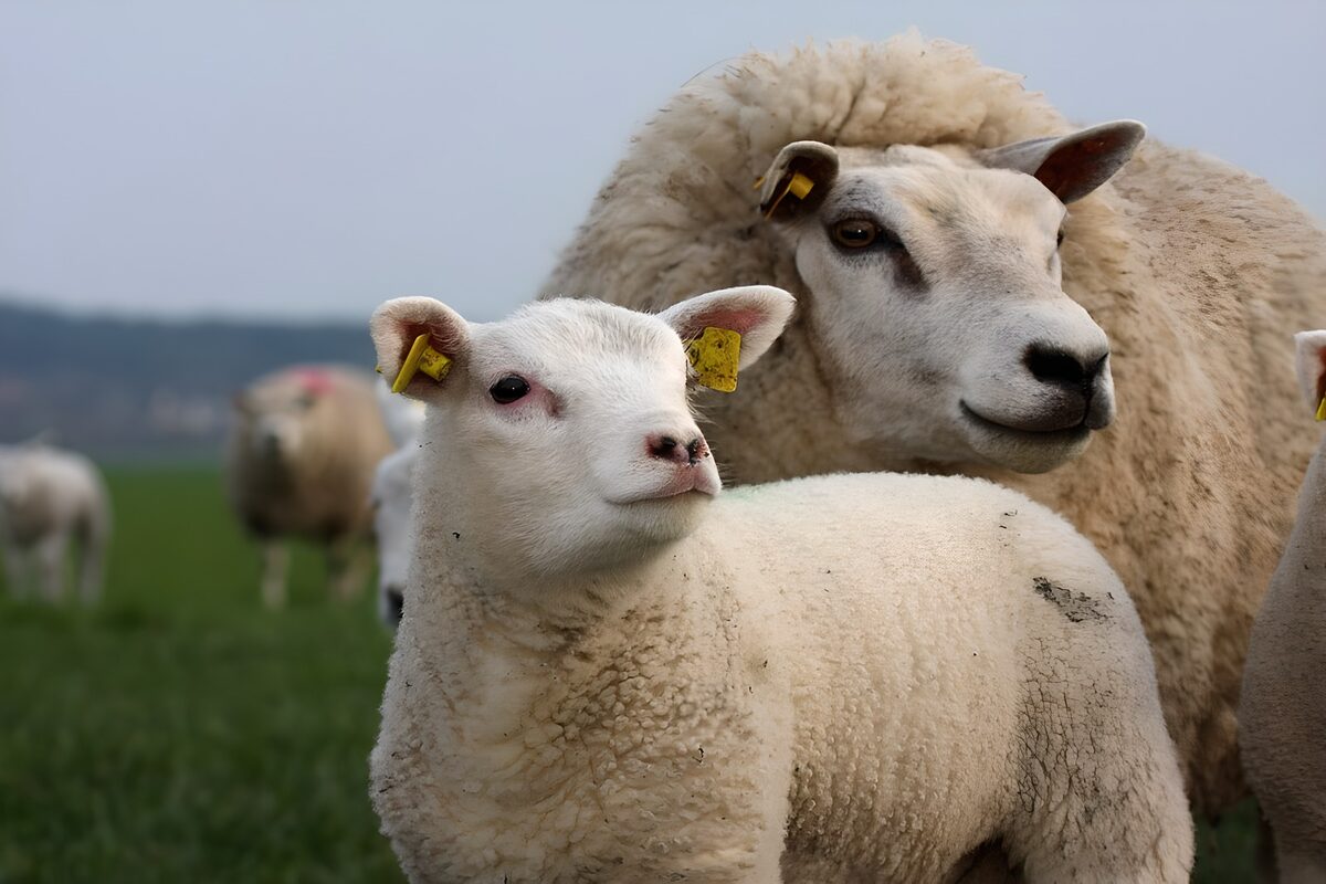 Lamm und Schaf, dicht beieinander