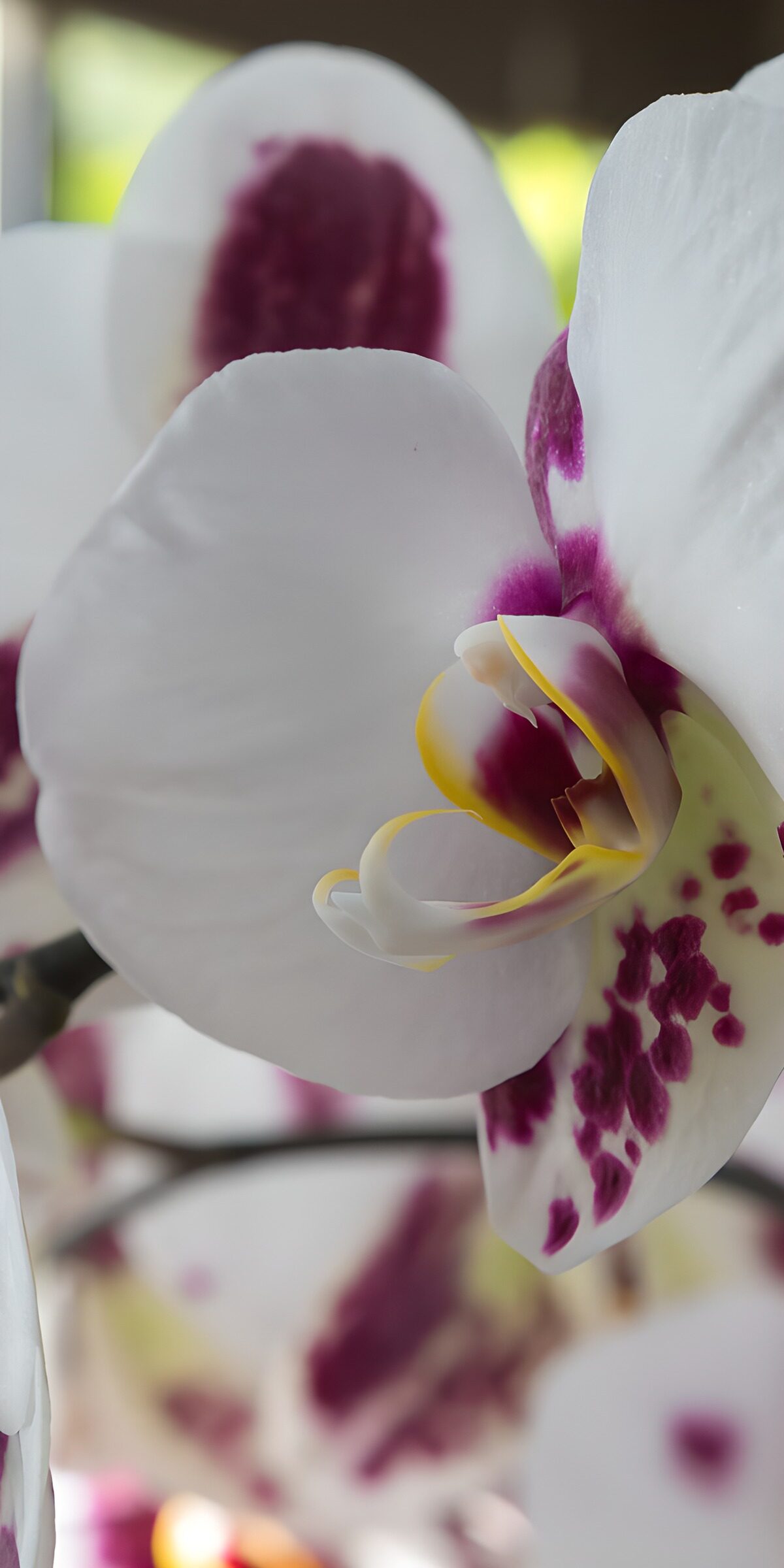 Weiße Orchidee in sanftem Licht