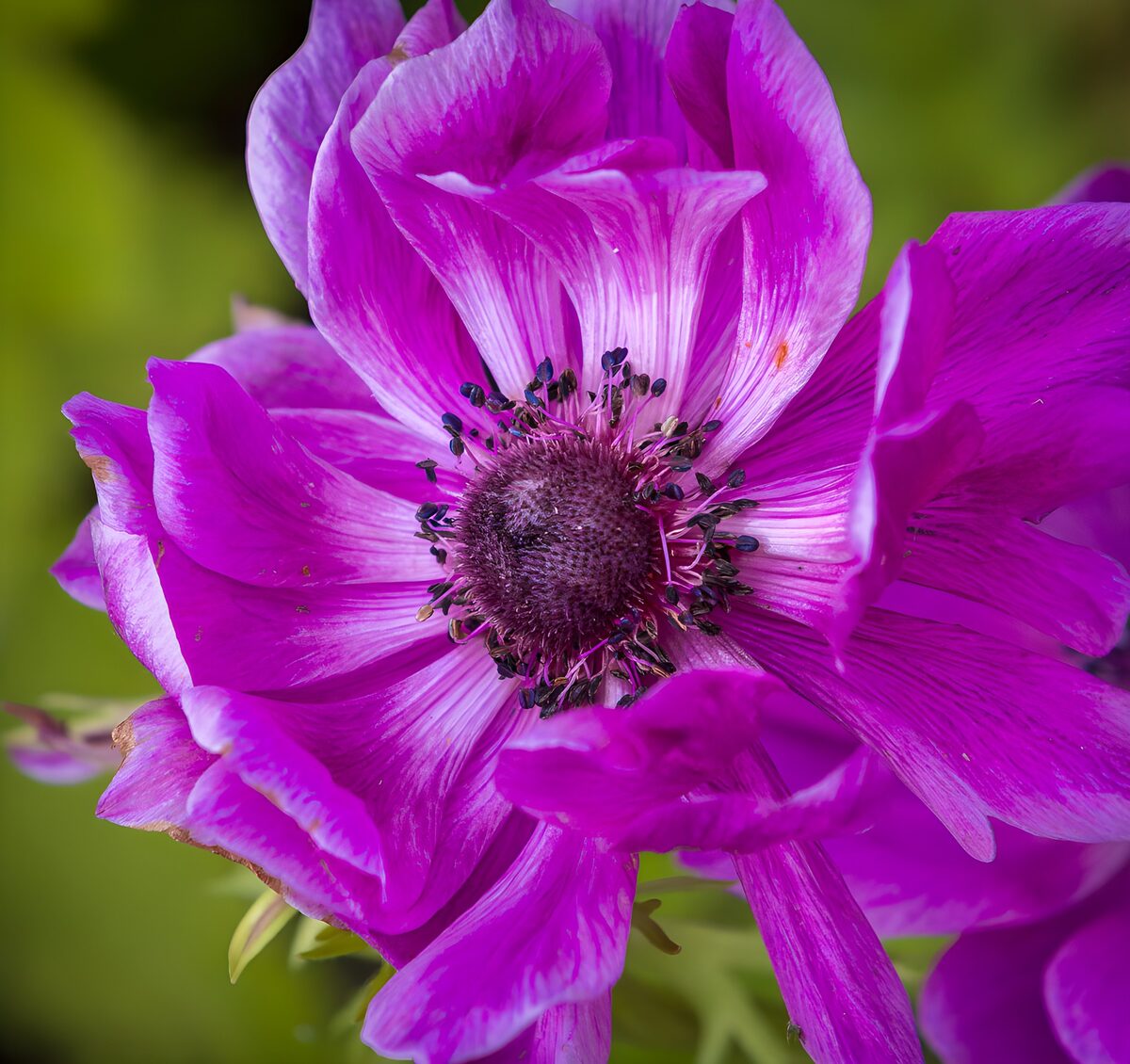 Pinkviolette Anemone ganz nah