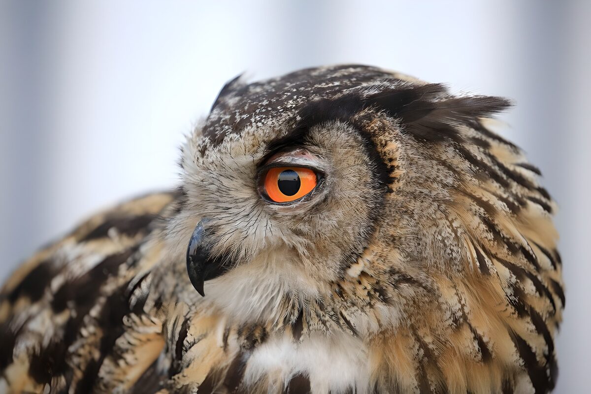 Eule aus nächster Nähe mit wachem Blick