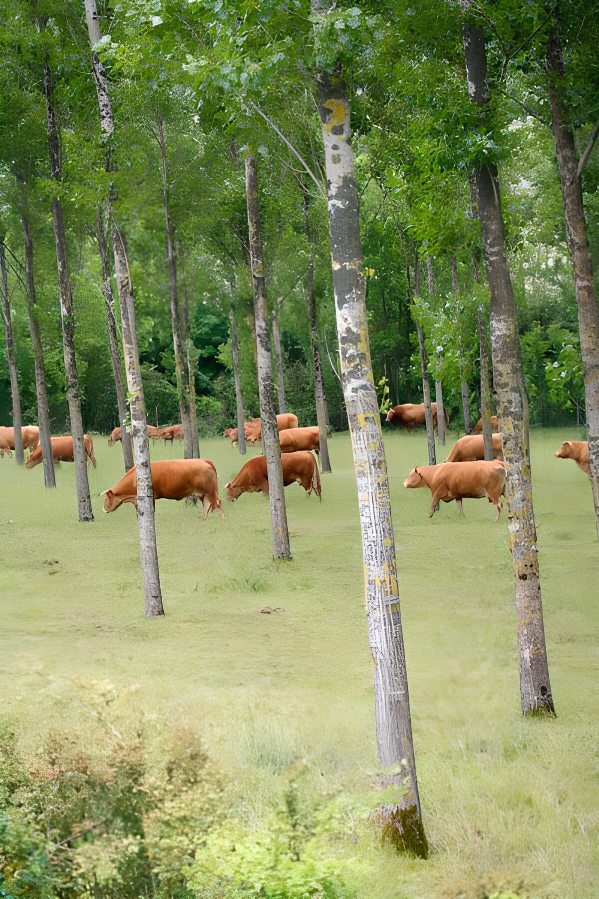 Braune Rinder auf der grünen Waldweide
