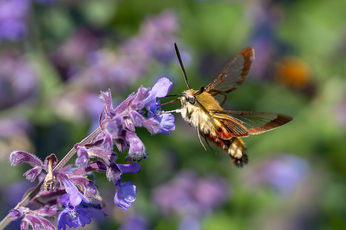 Schwärmer im Anflug auf violette Blüten