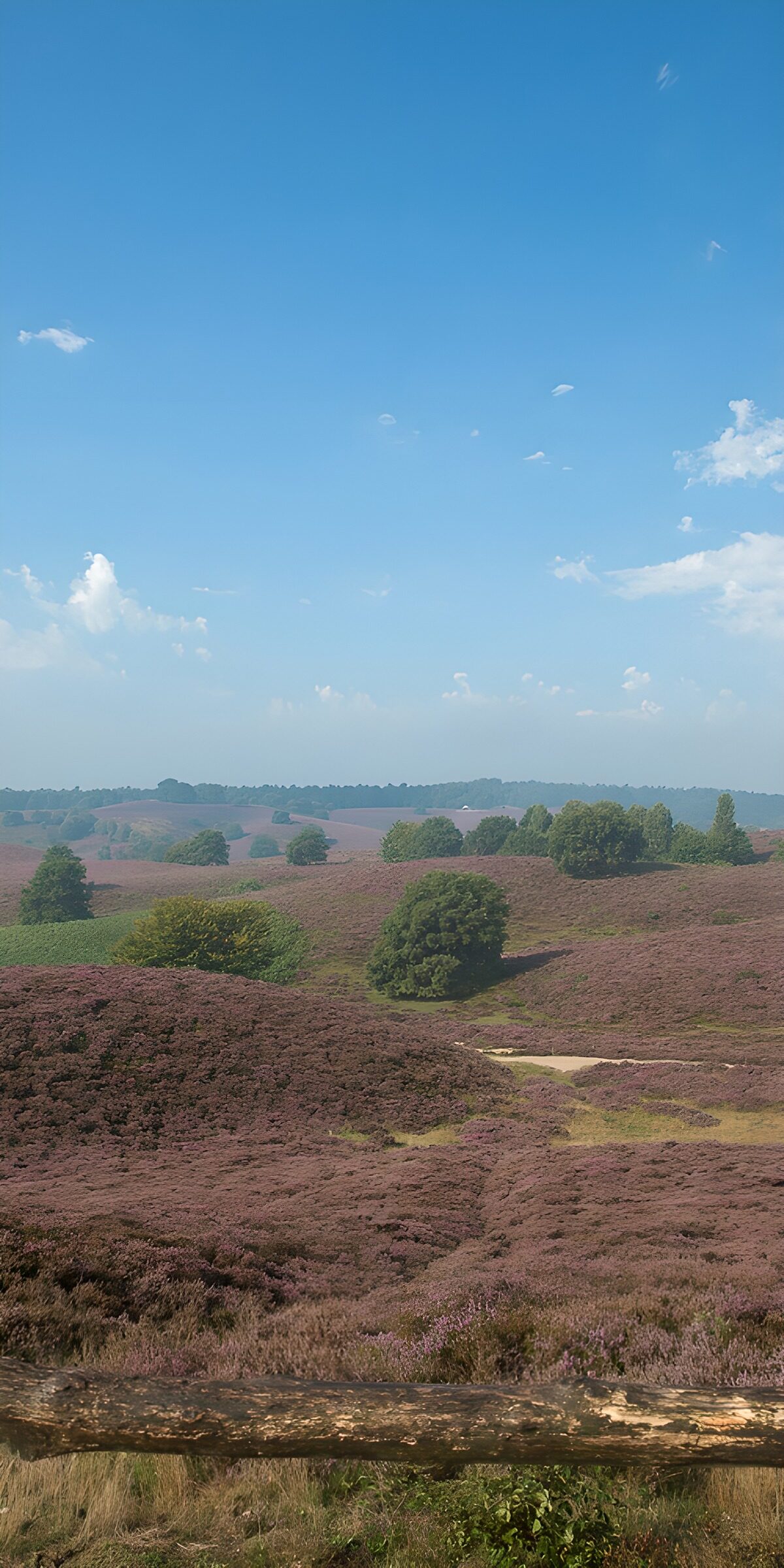Violette Heidehügel unter blauem Himmel