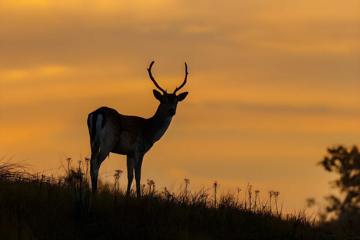 Hirsch im Gegenlicht der Abendsonne
